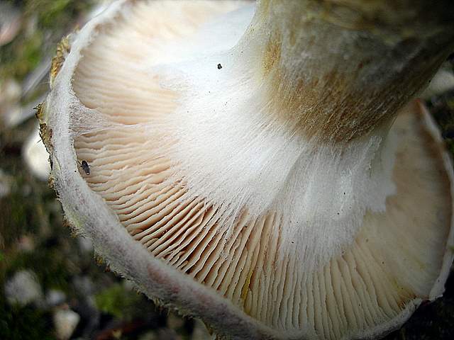 Funghi nella nebbia